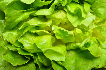 Wall Mural - lettuce