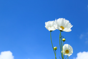 Wall Mural - White cosmos in flowers fields.