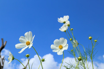 Wall Mural - White cosmos in flowers fields.