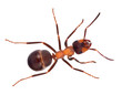 single light brown forest ant on white