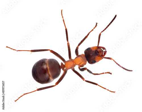 Plakat pojedyncza jasnobrązowa lasowa mrówka na bielu