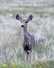 Wall Mural - Mule Deer in grassland western America