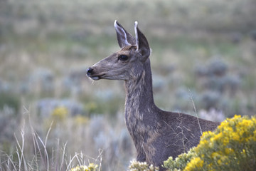 Wall Mural - Mule Deer in grassland western America