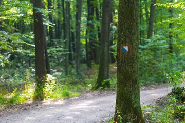 Fototapeta trail sign painted on tree bark in summertime forest.