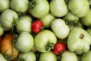 plenty of green tomatoes