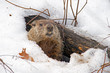 Groundhog emerges from snowy den