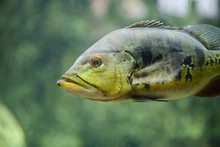 Close-up View Of A Cichla Ocellaris, Focus On Eye, With Shallow