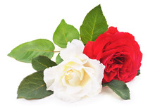 White And Red Roses.