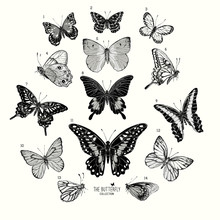 Large Collection Of Butterflies, Hand Drawn Set Isolated.Vector Illustration