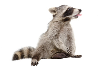 Wall Mural - raccoon, that shows tongue