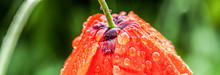 A Red Poppy Flower Wet From A Morning Dew