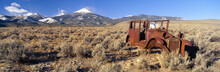 Deserted Car With Cow Skeleton, Great Basin, Nevada