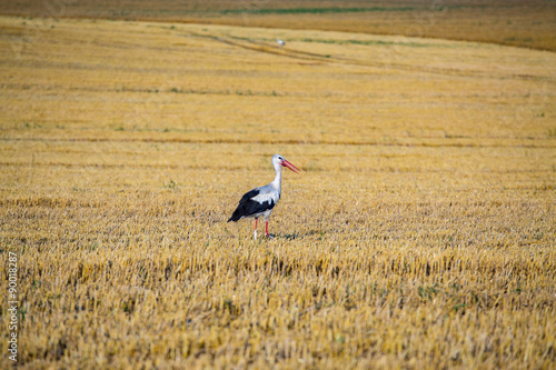 Fototapeta na wymiar Stork on the field