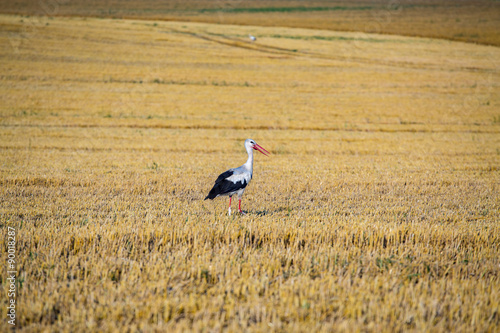 Tapeta ścienna na wymiar Stork on the field