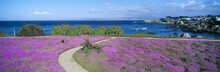 Flower-lined Ocean Walk At Pacific Grove, California
