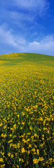 Wall Mural - This is a spring field of mustard seed near Lake Casitas. The field is green and yellow with its flowers.