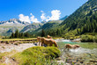 Horses in National Park of Adamello Brenta - Italy / Herd of horses wading the Chiese river in the National Park of Adamello Brenta. Trentino Alto Adige, Italy