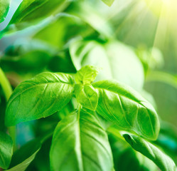 Wall Mural - Close-up of fresh basil leaves. Green flavoring outdoor. Basil in sunlight