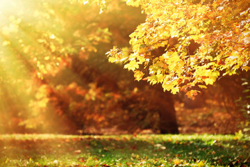 Sticker - Beautiful autumn trees with sunlight