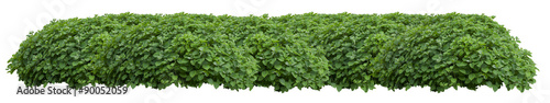 Fotografía Green fresh ornamental wild hedge isolated on white background