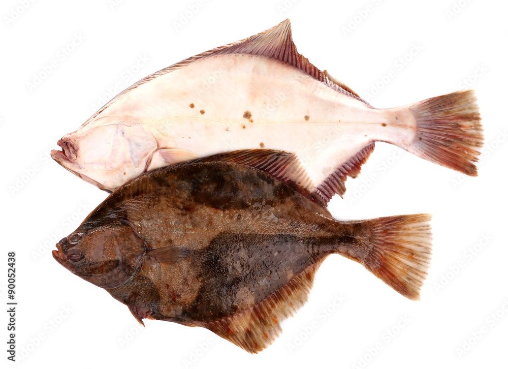 Fresh fishes isolated on white