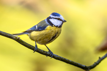 Canvas Print - Blue tit autumn color