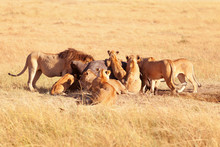 Pride Of Lions Eating A Pray In Masai Mara