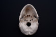 Inferior View of Skull 
