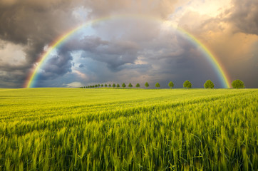 colorful rainbow after the storm passing over a field of grain 