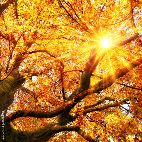 Foto-Schiebegardine ohne Schienensystem - The autumn sun shining through gold leaves (von Smileus)