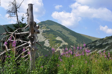 Mala Fatra mountaimins in backgroun Velky Krivan top