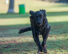 Very Large Black Dog Running Straight Ahead.
