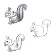 Pencil drawing of squirrel on white background
