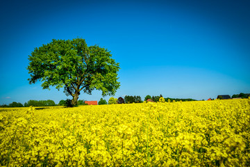  tree and rape fields