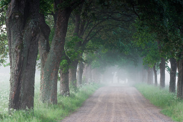  Country road running through tree alley in the morning fog, Pomerania, Poland