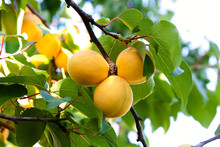 Ripe Apricots Growing On The Apricot Tree