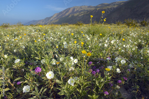 Fotografia, Obraz Spring desert lilies in field off of Henderson Road in Anza-Borrego Desert State