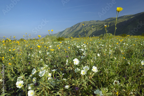 Fotografia, Obraz Spring desert lilies in field off of Henderson Road in Anza-Borrego Desert State