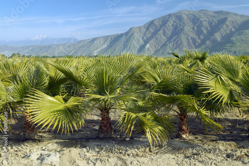 Fotografia, Obraz Baby palm trees growing in palm tree farm at Anza-Borrego Desert State Park, nea