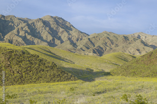 Fotografia, Obraz Mountain view and spectacular desert gold and various spring flowers south of Fu