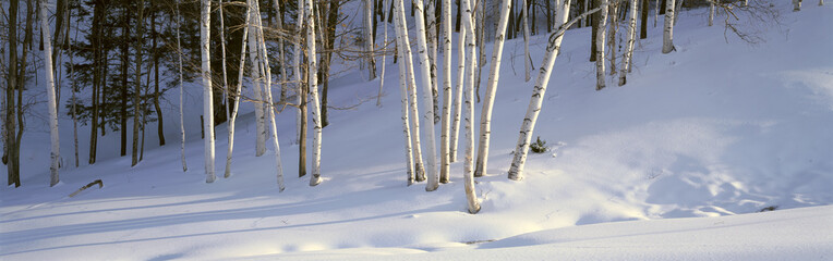 Wall Mural - Birch Trees In The Snow, South of Woodstock, Vermont