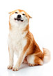 Shiba Inu sits on a white background and smiling