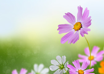 Wall Mural - cosmos flowers and cornflowers on a background of blue sky with