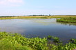Midwest Wetland Landscape