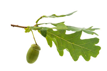 Canvas Print - Green acorn