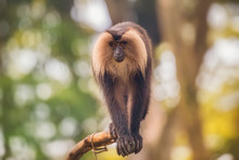 Lion Tailed Macaque Monkey Among The Tree