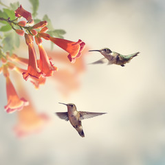 Wall Mural - Ruby Throated Hummingbirds