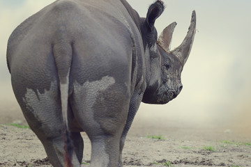 Black Rhinoceros