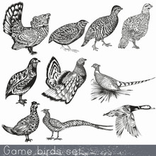 Set Of Detailed Hand Drawn Game Birds