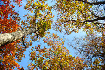 Wall Mural - Sky through the autumn leaves